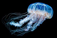 Jellyfish animal invertebrate zooplankton. 