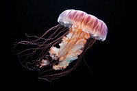 Jellyfish animal invertebrate zooplankton. 