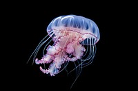 Jellyfish animal invertebrate zooplankton. 