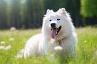 Dog samoyed mammal animal. 