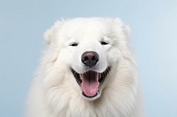 Dog samoyed mammal animal. 