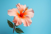 Tropical flower hibiscus blossom plant. 