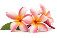 Tropical Plumeria flower petal plant white background. 