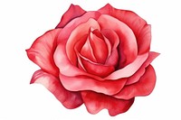Petal rose flower plant. AI generated Image by rawpixel.