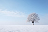 Landscape outdoors nature winter. 