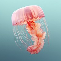 Jellyfish animal invertebrate transparent. 