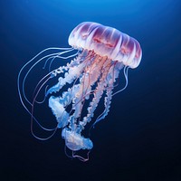 Jellyfish animal invertebrate zooplankton. 