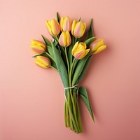 Tulip flower plant inflorescence. 