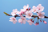 Blossom flower cherry plant. 