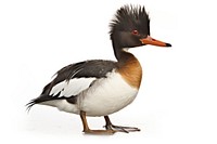 Animal bird beak duck. AI generated Image by rawpixel.