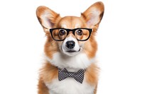 Glasses mammal animal dog. 