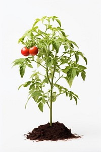 Plant vegetable tomato soil. AI generated Image by rawpixel.