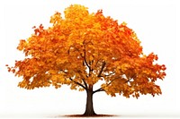 Maple tree leaf autumn. AI generated Image by rawpixel.