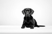 Retriever animal mammal puppy. AI generated Image by rawpixel.