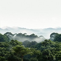 Forest vegetation rainforest outdoors. 