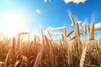 Field wheat agriculture landscape. 