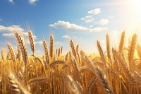 Field wheat agriculture landscape. 