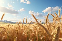 Field wheat agriculture landscape. 