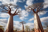 Tree landscape outdoors savanna. 