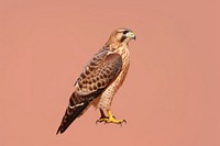 Buzzard animal beak bird. AI generated Image by rawpixel.