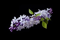 Blossom flower lilac plant. AI generated Image by rawpixel.