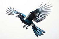 Magpie bird animal flying magpie. AI generated Image by rawpixel.