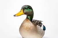 Duck mallard animal green. 