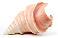 Conch seashell seafood animal. AI generated Image by rawpixel.