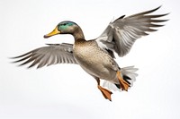 Duck animal flying bird. AI generated Image by rawpixel.