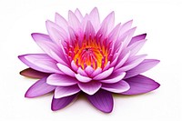 Lily flower dahlia purple. AI generated Image by rawpixel.