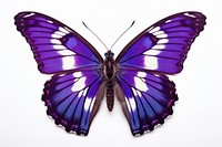 Purple emperor butterfly insect animal white background. 