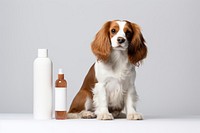 Bottle dog pet spaniel. 