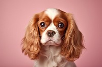 Spaniel dog animal mammal. AI generated Image by rawpixel.