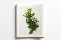 Flower nature plant white. AI generated Image by rawpixel.