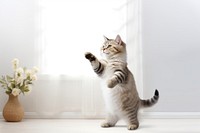 Mammal animal kitten white. AI generated Image by rawpixel.