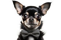 Chihuahua dog mammal animal. AI generated Image by rawpixel.