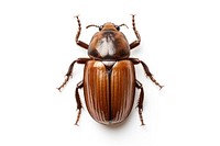 Animal beetle insect white background. AI generated Image by rawpixel.