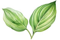 Leaf plant white background creativity. AI generated Image by rawpixel.