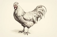 Chicken poultry drawing animal. 