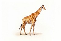 Giraffe wildlife standing animal. AI generated Image by rawpixel.