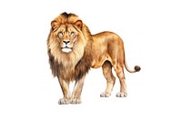 Standing mammal animal lion. AI generated Image by rawpixel.