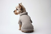 Sweater mammal animal puppy. 