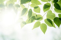 Leaves and sunlight background. 