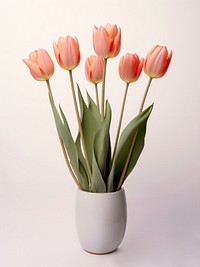 Tulip flower plant vase. 