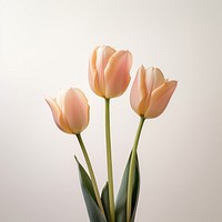 Tulip flower plant inflorescence. 