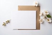 Envelope flower white white background. 