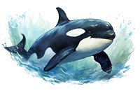 Animal mammal orca fish, digital paint illustration. AI generated image