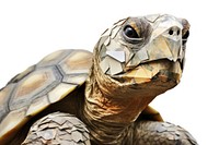 Portrait reptile animal turtle. AI generated Image by rawpixel.