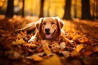 Autumn dog animal mammal. 