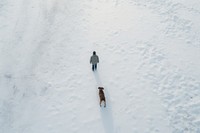 Winter snow dog landscape. 